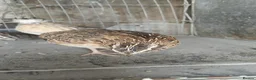 Quail poultry for sale: Jumbo quail in Barnsley - Advert 3