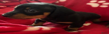 Miniature Dachshund 5