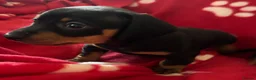 Miniature Dachshund dogs for sale: Kc reg 5 mini dachshund for sale  - Advert 8