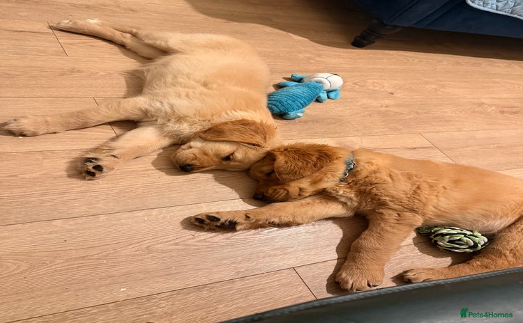 Golden Retriever dogs - Advert 16