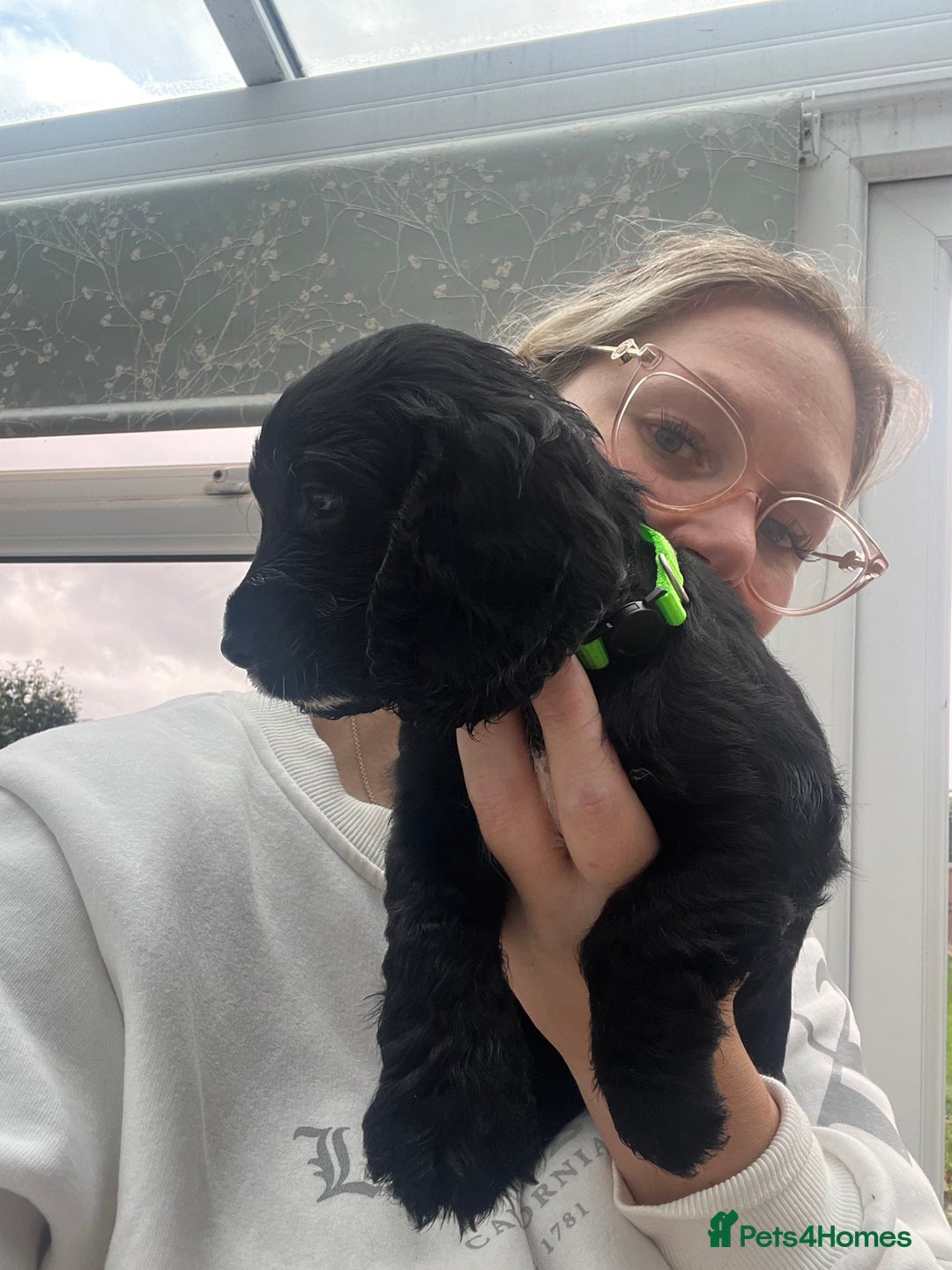 Cocker Spaniel dogs for sale: Only 4 babies left  - Image 17
