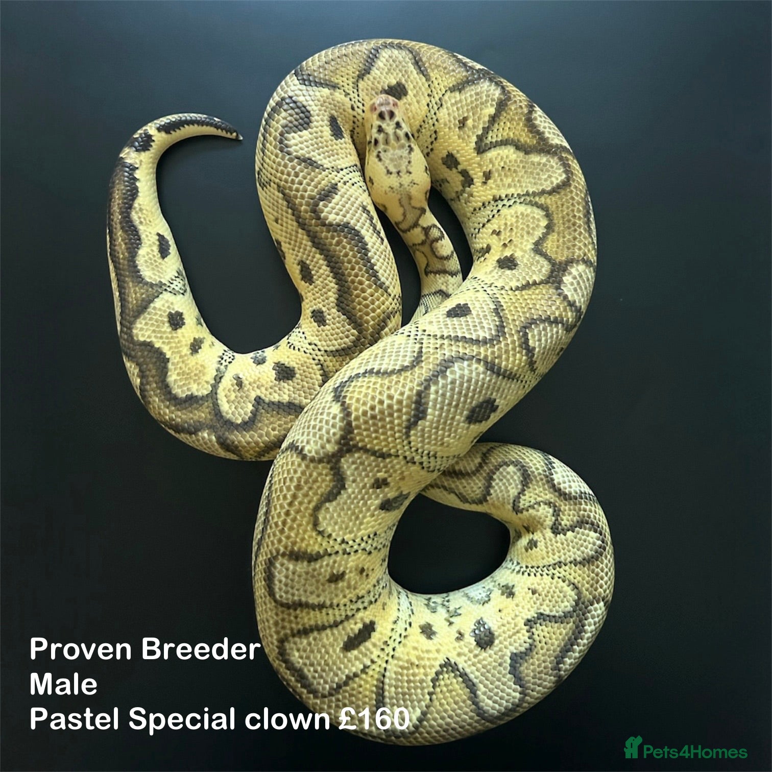 Python Snake reptiles Royal Pythons available  - Advert 3