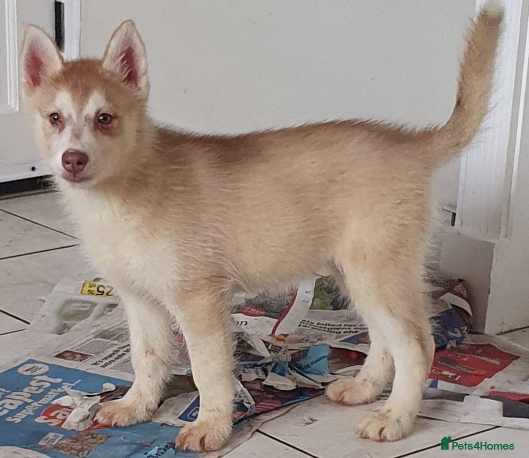 Siberian Husky dogs for sale: KC litter 5* rating by buyers REDUCED  - Image 25