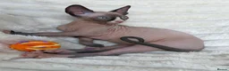 Sphynx cats for sale:  A Very Special Little Girl – Now Available  - Advert 10