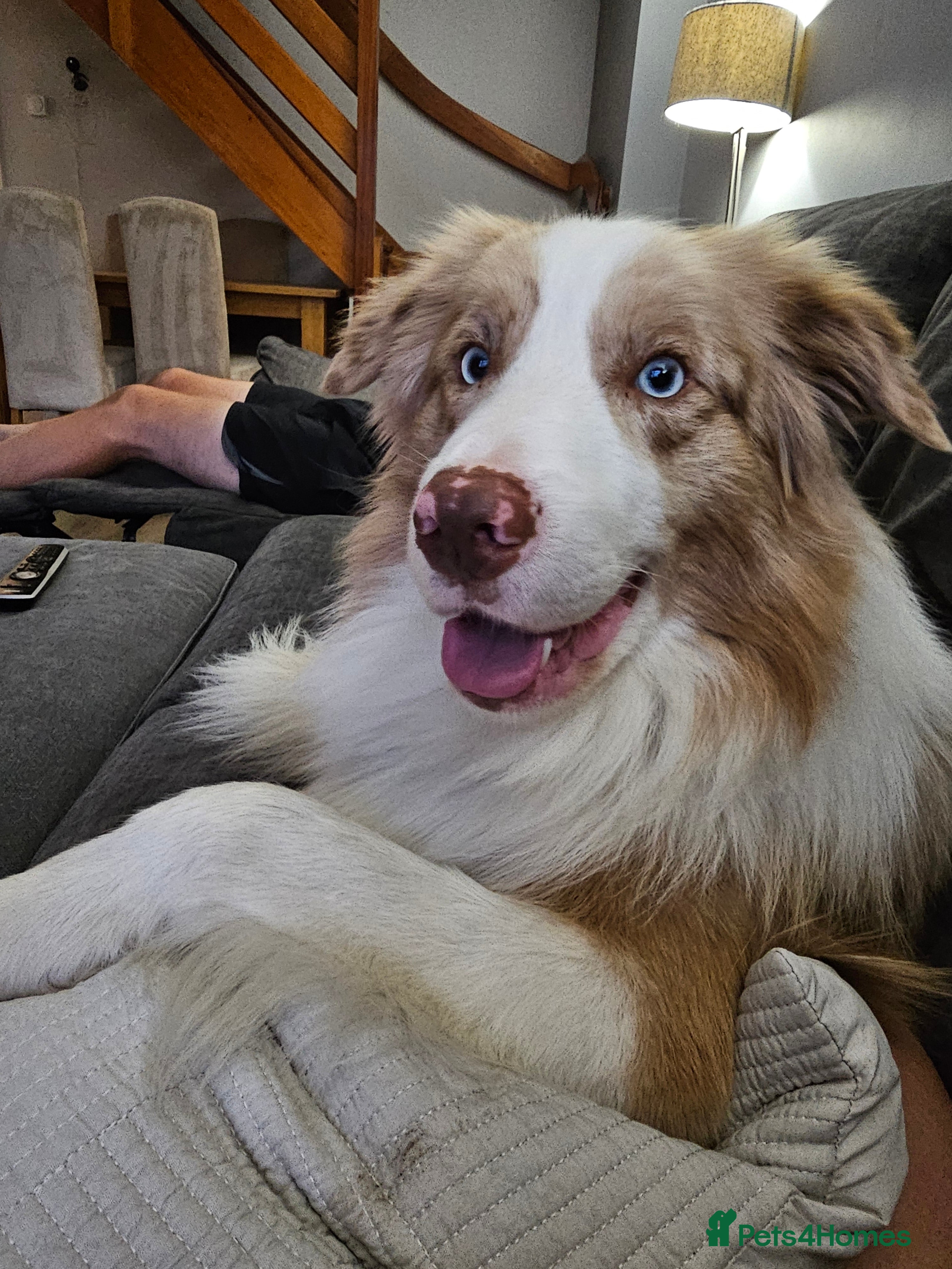 Border Collie dogs Red Merle Border Collie for STUD - Advert 2