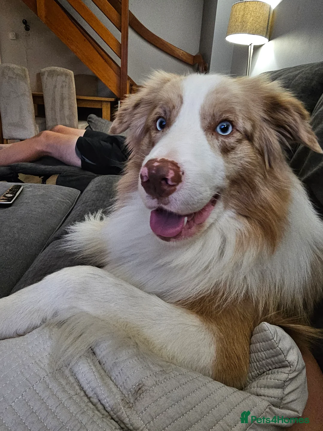 Border Collie dogs for stud: Red Merle Border Collie for STUD - Advert 1