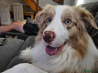 Border Collie dogs Red Merle Border Collie for STUD - Advert 2