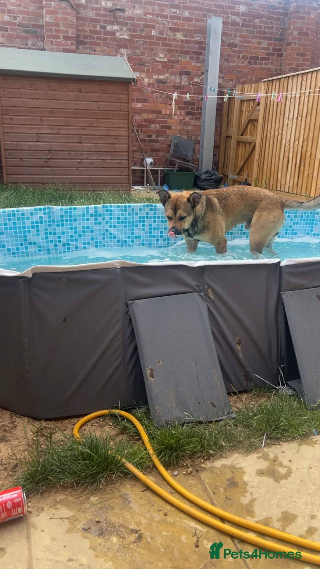 Mixed Breed dogs for sale: 17 month old german shepered x  in Doncaster - Advert 2