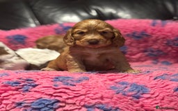 Cocker Spaniel dogs for sale: Outstanding of top quality show type puppies 🌈🐶 - Advert 21