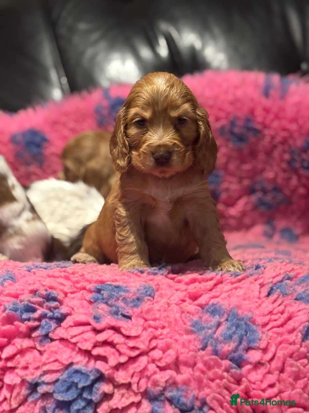 Cocker Spaniel dogs for sale: Outstanding of top quality show type puppies 🌈🐶 - Advert 21