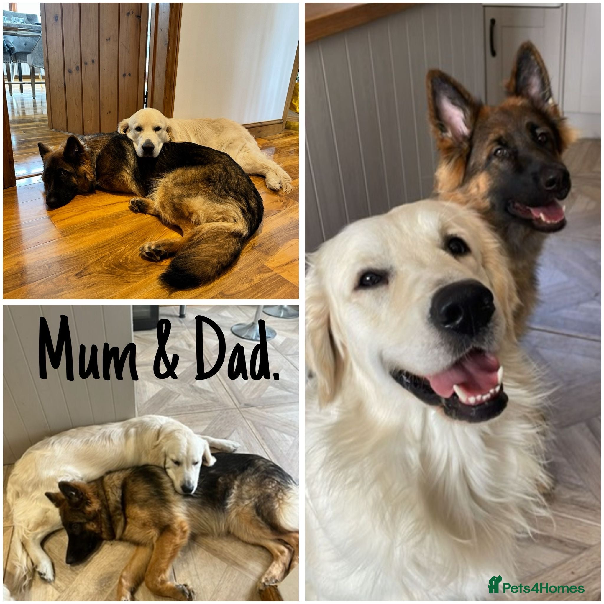 Mixed Breed dogs Golden Shepherd Puppies - Advert 5