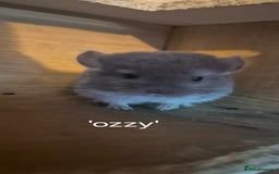 Chinchilla rodents for sale: Beautiful violet boys  - Image 2