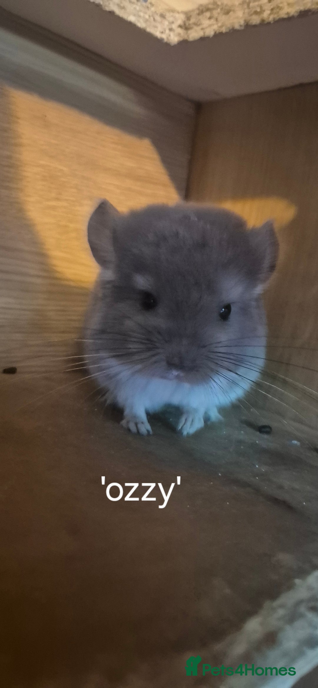 Chinchilla rodents for sale: Beautiful violet boys  - Image 2