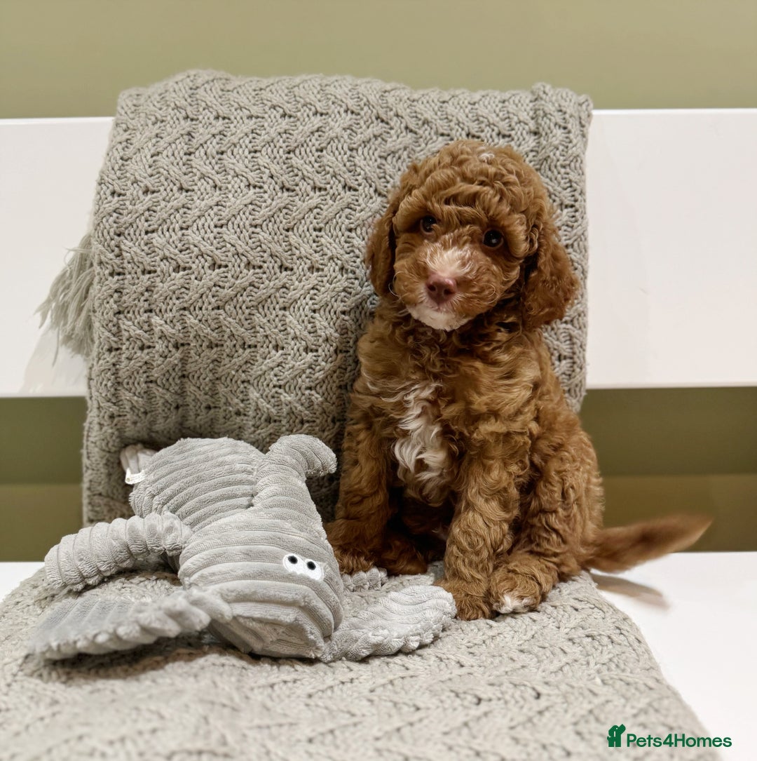 Cavapoochon dogs for sale: Stunning red boy  - Advert 4