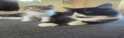 Mixed Breed cats for sale: Male kitten BSH cross in Caldicot - Advert 1