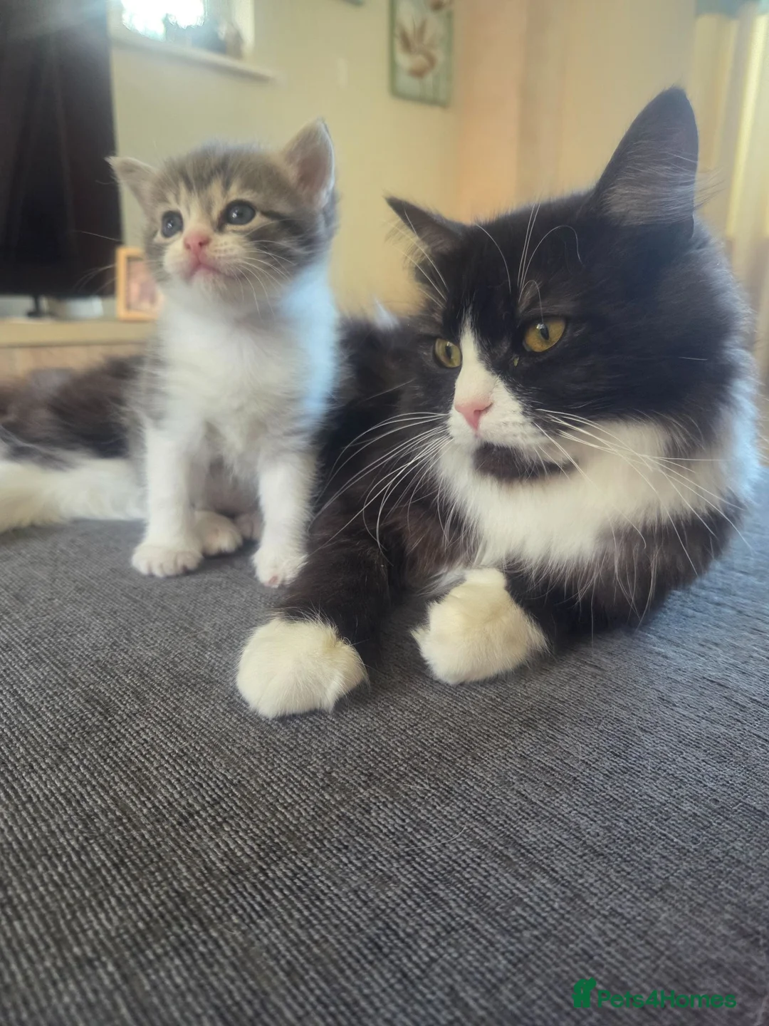 Mixed Breed cats for sale: Male kitten BSH cross in Caldicot - Advert 1