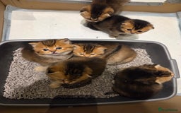 Scottish Fold cats for sale: Scottish Fold Kittens - Image 15