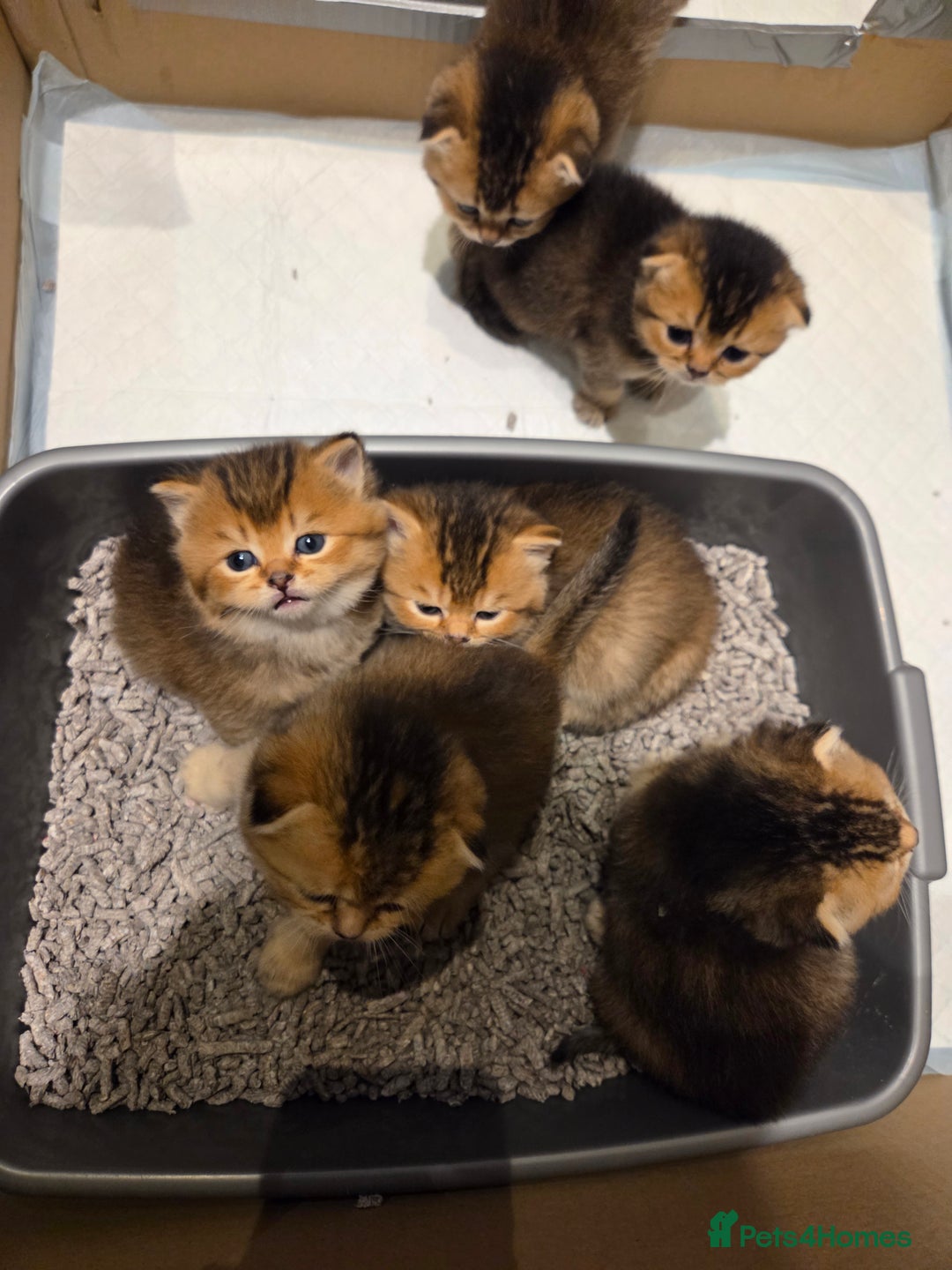 Scottish Fold cats for sale: Scottish Fold Kittens - Image 15