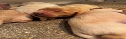 Golden Retriever dogs for sale: Fantastic golden retriever  - Advert 9