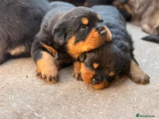 Rottweiler dogs Stocky Rottweiler pups - Advert 2