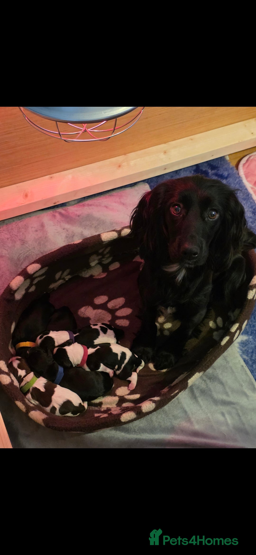 Cocker Spaniel dogs 6 cocker spaniel puppies  - Advert 4