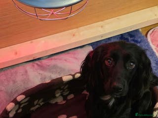 Cocker Spaniel dogs 6 cocker spaniel puppies (working) - Advert 15