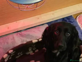 Cocker Spaniel dogs 6 cocker spaniel puppies (working) - Advert 12