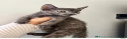 Mixed Breed cats for sale: Female Kitten - Advert 4