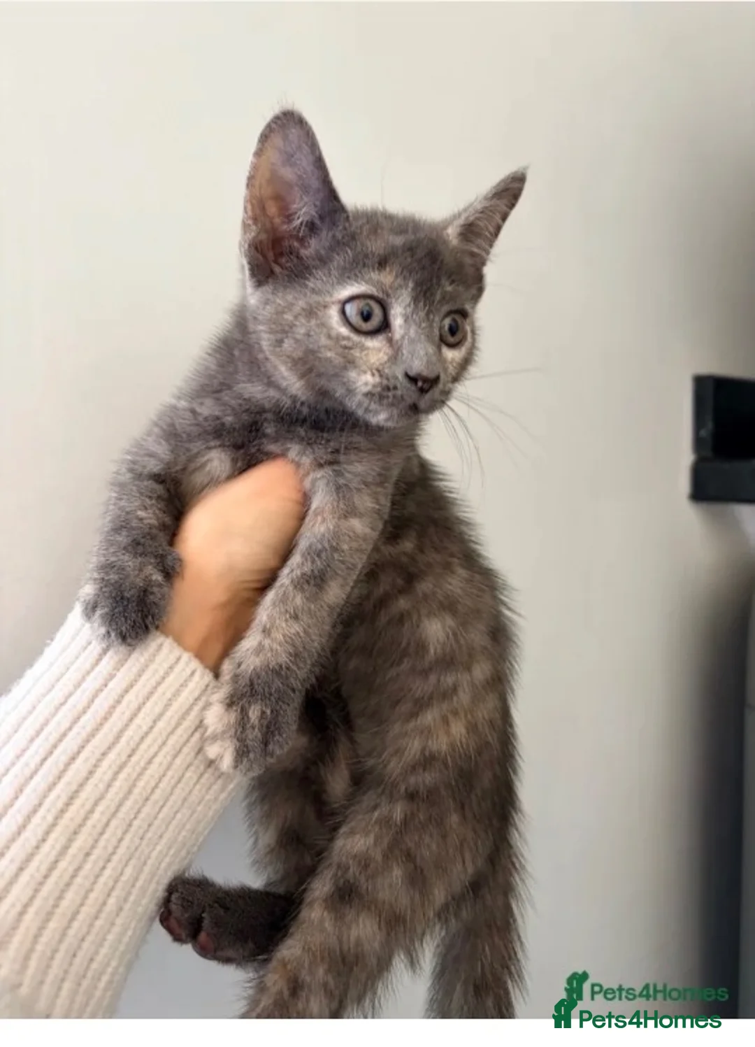 Mixed Breed cats for sale: Female Kitten - Advert 4