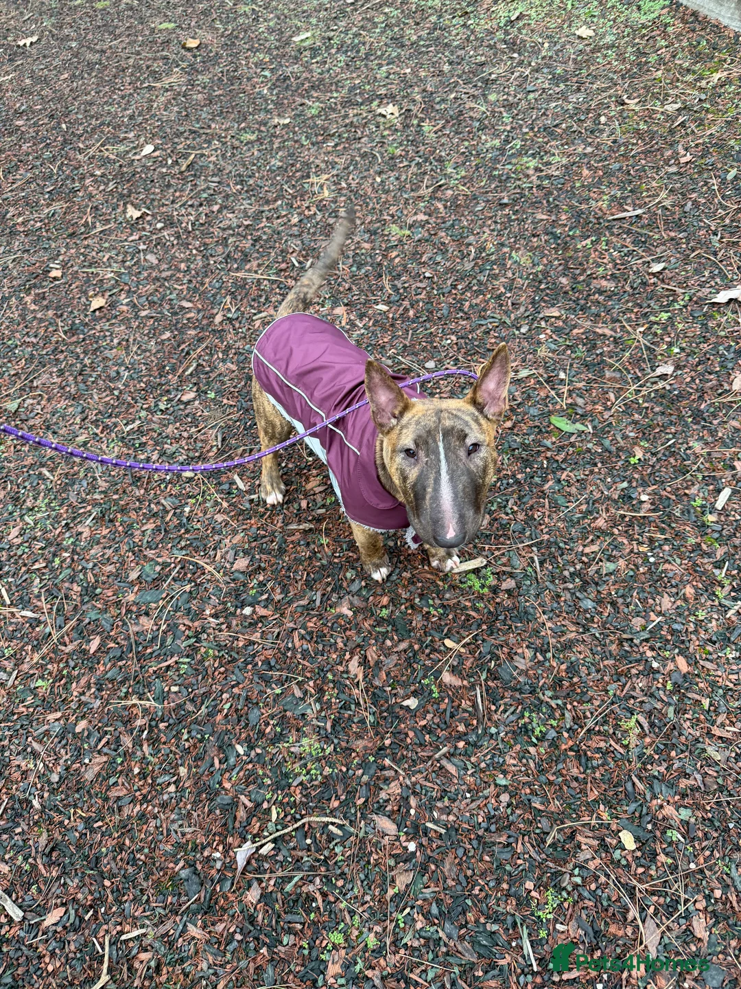 English Bull Terrier dogs for sale: Miniature English bull terrier  - Advert 2