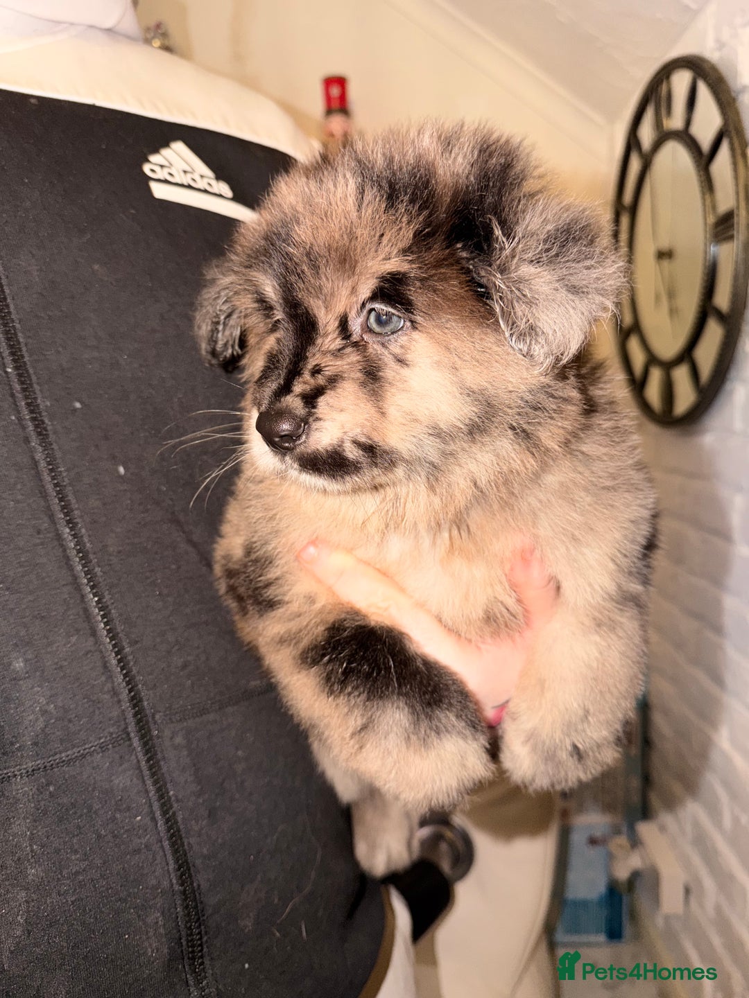 Mixed Breed dogs for sale: 🧸CHOW SHEPHERDS🧸 little bears ready now! - Advert 2