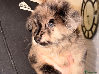 Mixed Breed dogs 🧸CHOW SHEPHERDS🧸 little bears ready now! - Advert 12