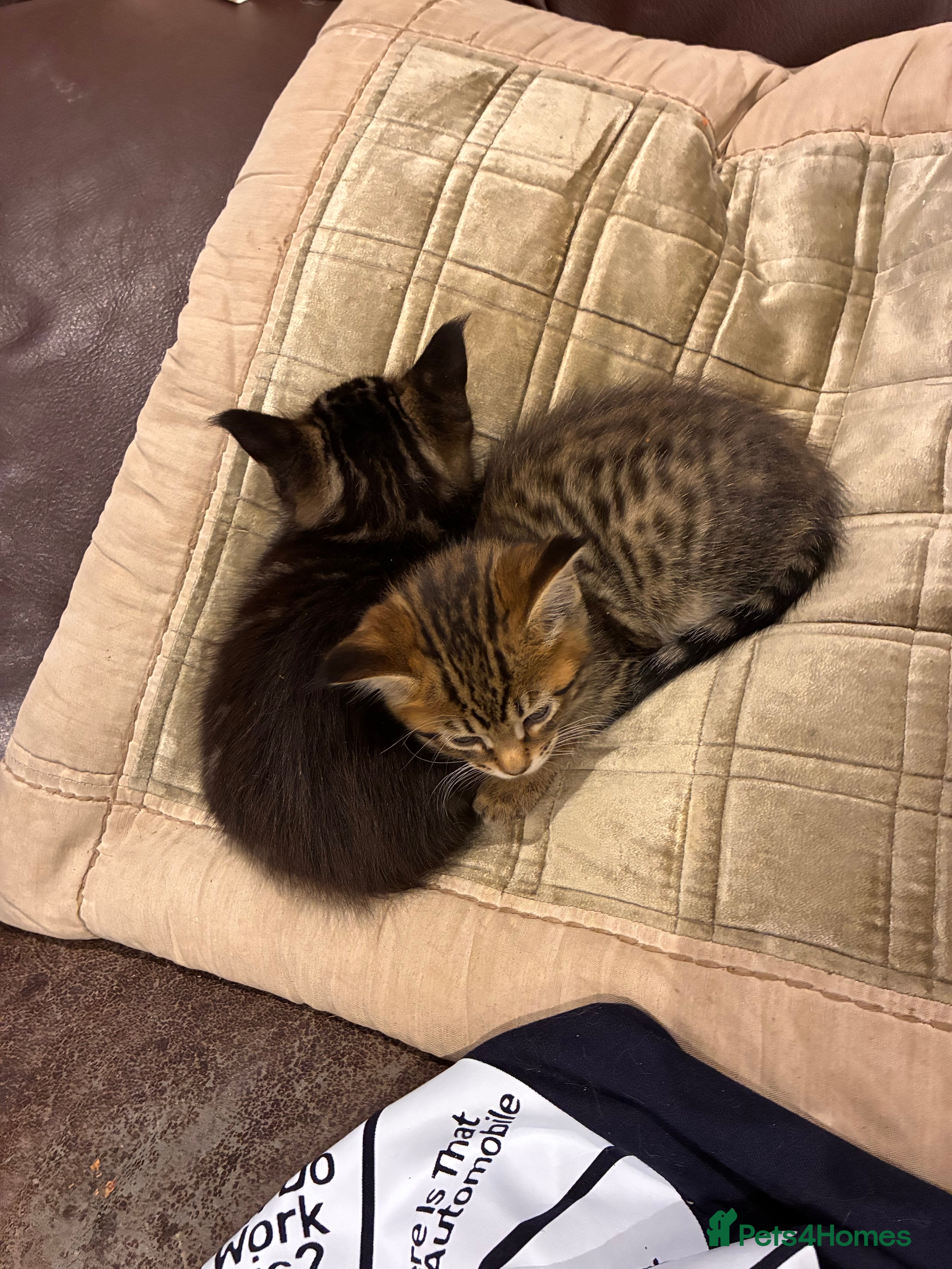 Mixed Breed cats Stunning 3/4 Mainecoon kittens - Advert 1