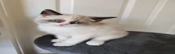 Siamese cats for sale: ❤️❤️❤️ Adorable blue-point Siamese kittens ❤️❤️❤️  - Advert 34