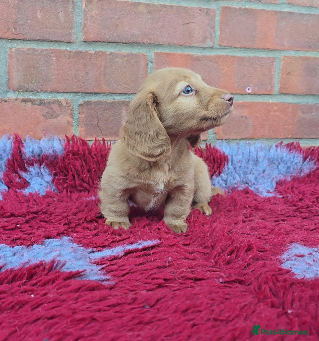 Miniature Dachshund dogs for sale: BEAUTIFUL CREAM LONG HAIR WITH ALL DNA - Advert 9