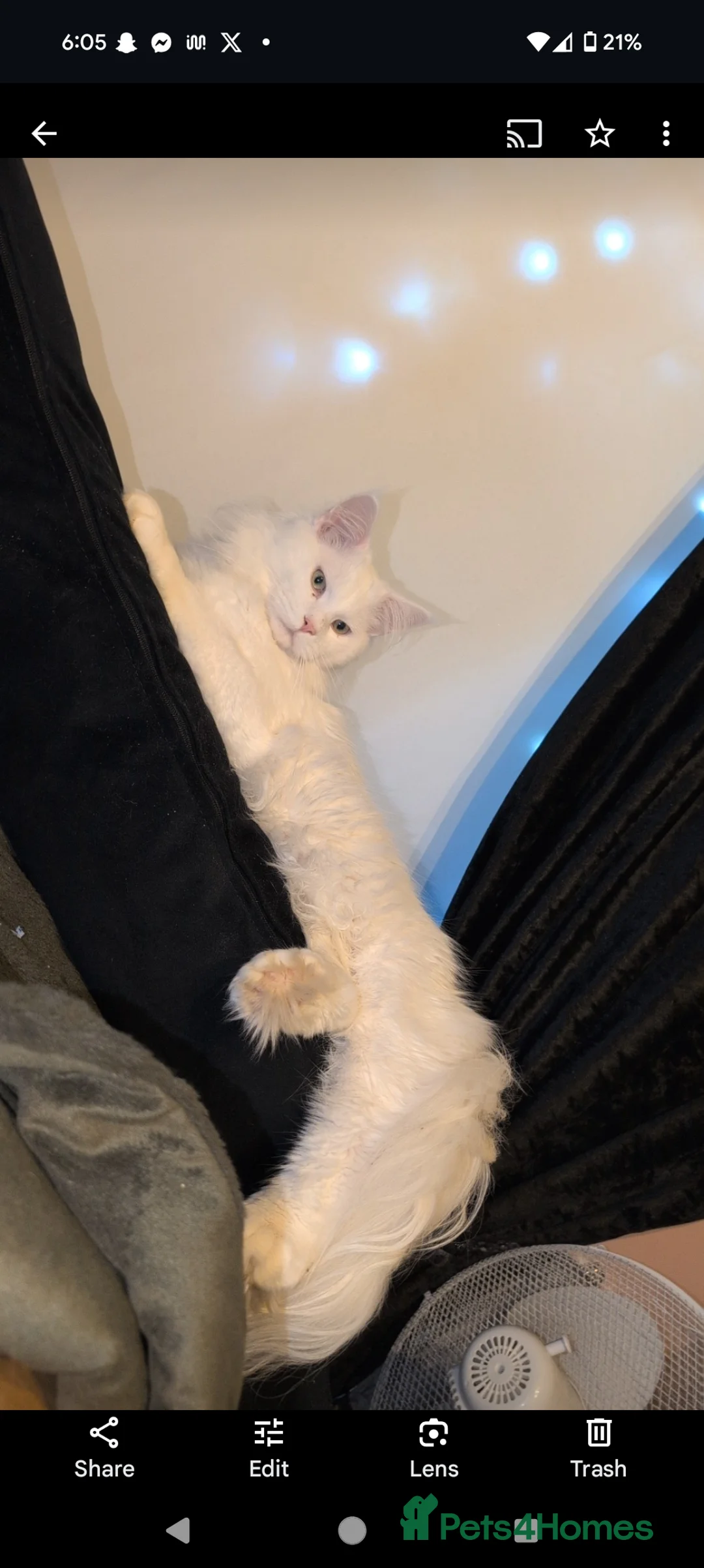 Maine Coon cats for stud: Beautiful polydactyl white Maine coon for stud  in Sunderland - Advert 4