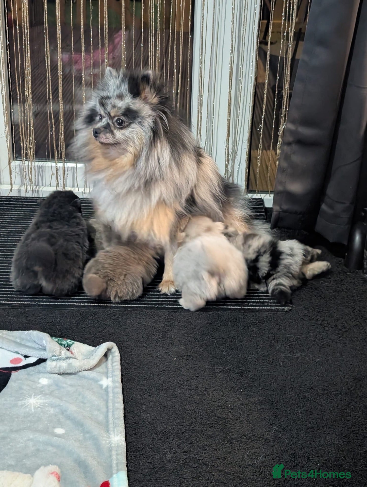 Pomeranian dogs Stunning little Pom pups  - Advert 1