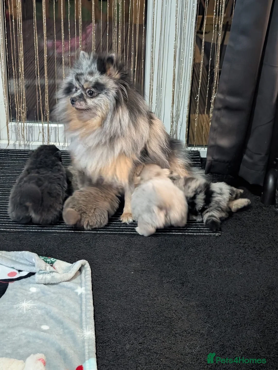 Pomeranian dogs for sale: Stunning little Pom pups  - Advert 1