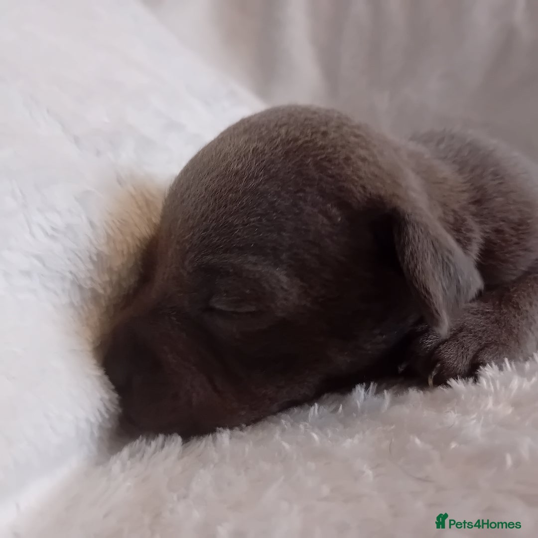 Staffordshire Bull Terrier dogs for sale: Staffordshire bull terrier pups  - Advert 8