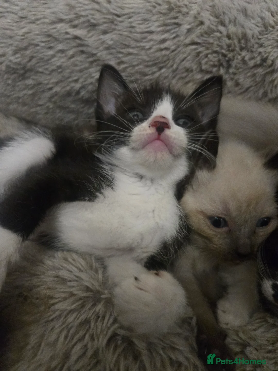 Siamese cats for sale: Beautiful siamese boys and girls  - Advert 10