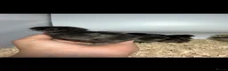 Chickens poultry for sale: USA Bearded silkies, Brahmas, Vorwerk  - Advert 21
