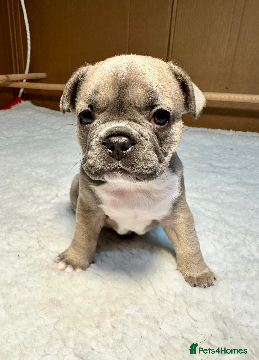 French Bulldog dogs for sale: 🐾 French Bulldog Puppies Available 🐾 - Advert 6