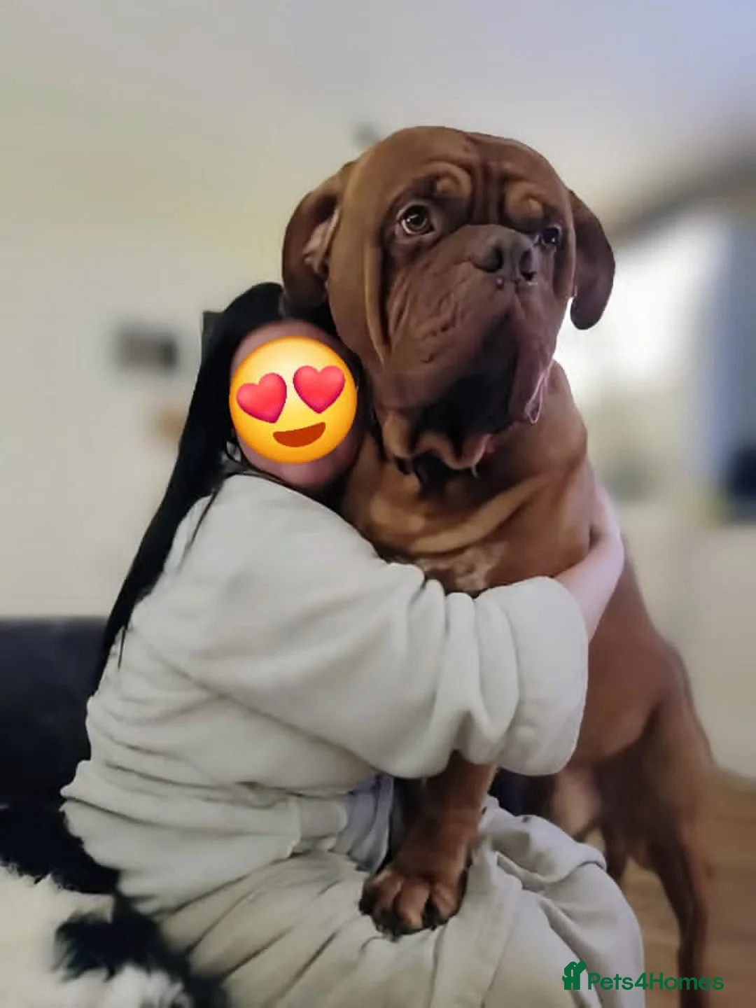 Dogue De Bordeaux dogs for sale: Pedigree chunky pups ready on Tuesday  - Advert 5