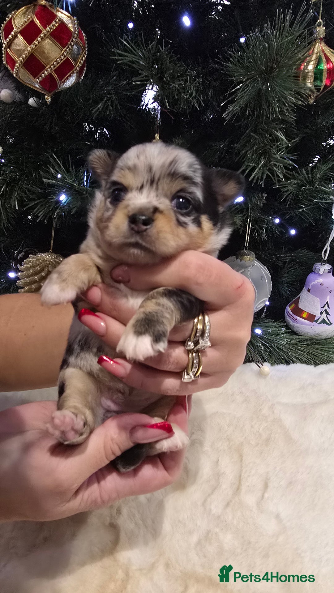 Chihuahua dogs for sale: Chihuahua puppies Russian ancestry with perfect bo - Advert 33