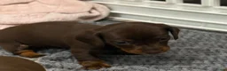 Miniature Dachshund dogs for sale: Miniature dashhound - Advert 7