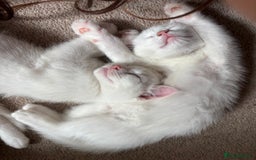 British Shorthair cats for sale:  2 Gorgeous boys left - Image 1