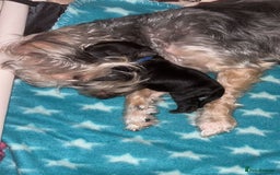 Yorkiepoo dogs for sale: Yorkiepoo Puppies - Image 5