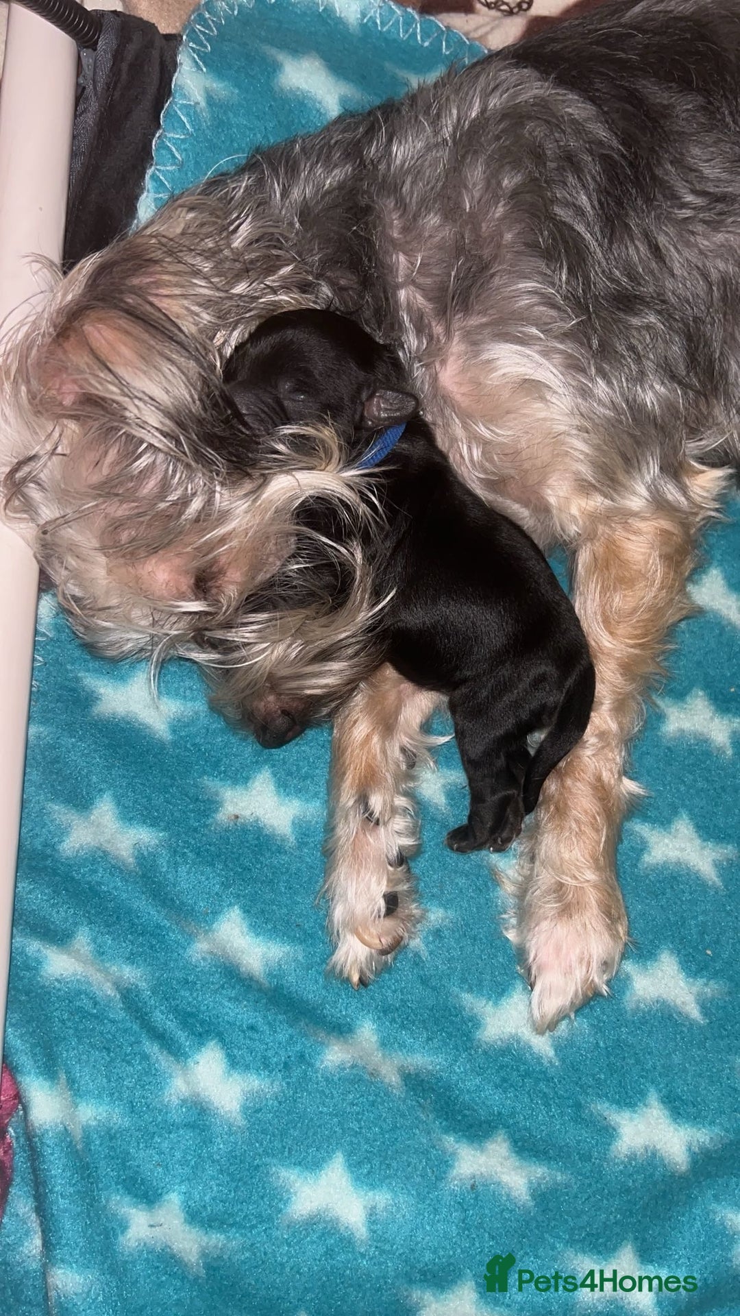 Yorkiepoo dogs for sale: Yorkiepoo Puppies - Image 5