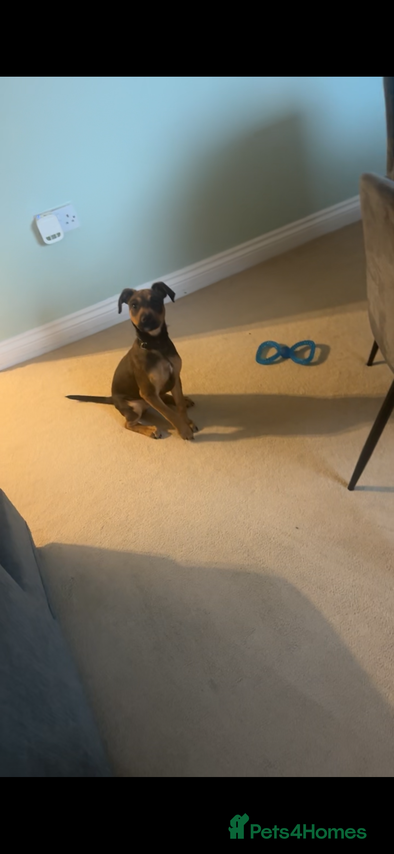 Springador dogs Freddie  - Advert 1