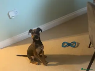 Springador dogs Freddie - Advert 1